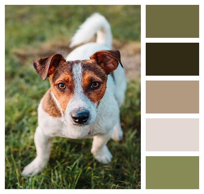 Jack Russel Dog Animal Image